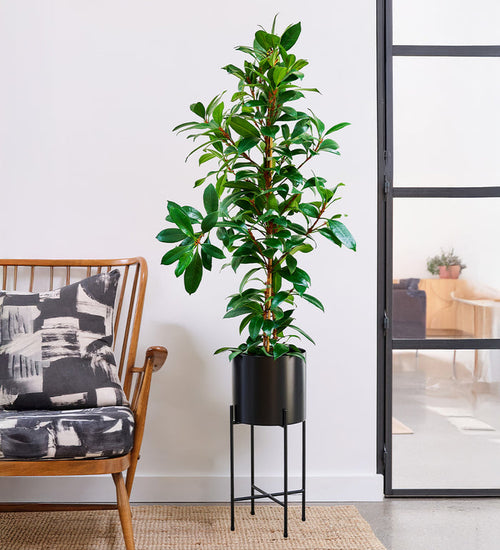 African Fig