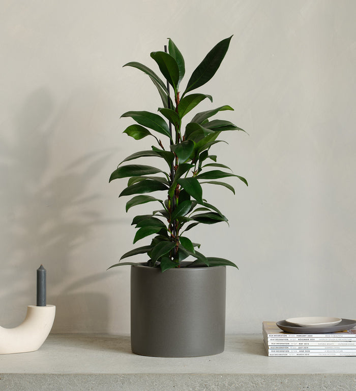 African Fig