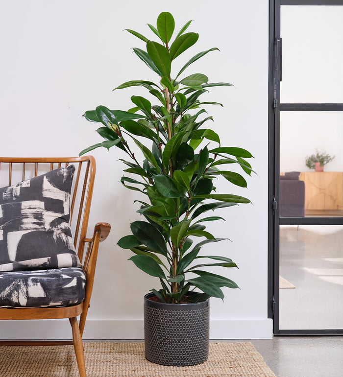 African Fig