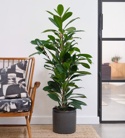 African Fig