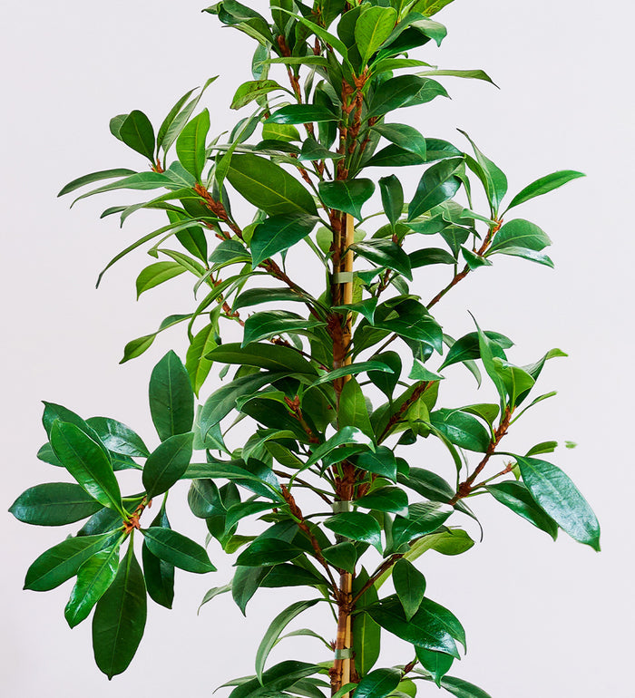 African Fig