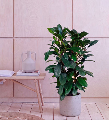 African Fig two stem, 90-100cm tall, in a concrete pot beside a wooden bench