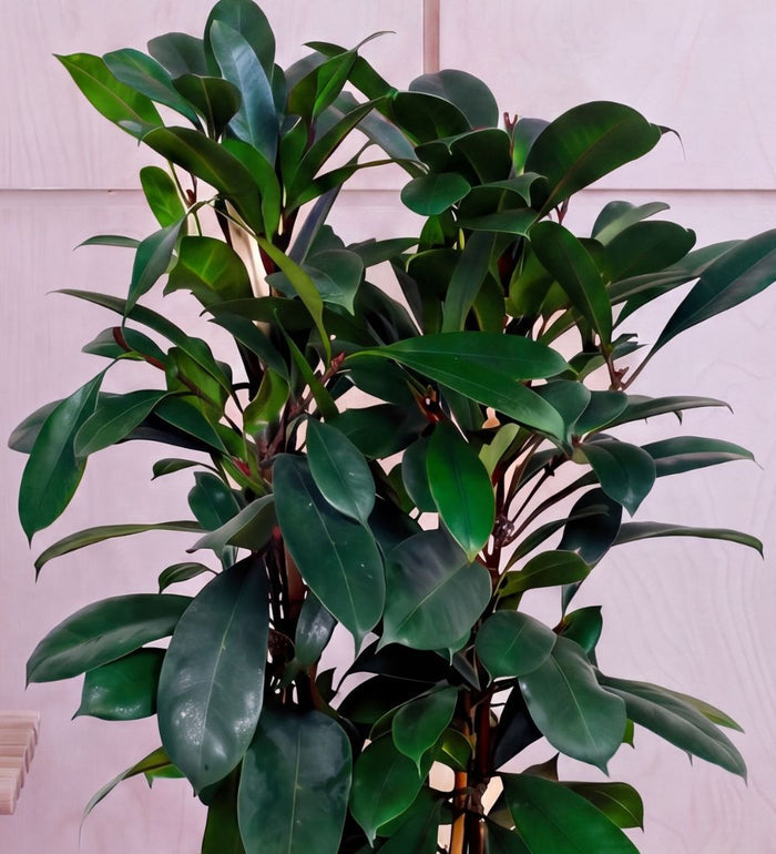 Close-up of African Fig glossy dark green leaves