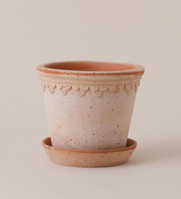 16cm / Rose