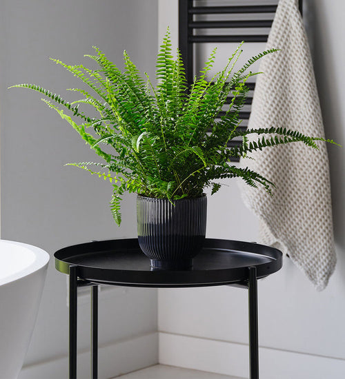 Boston Fern & Pot