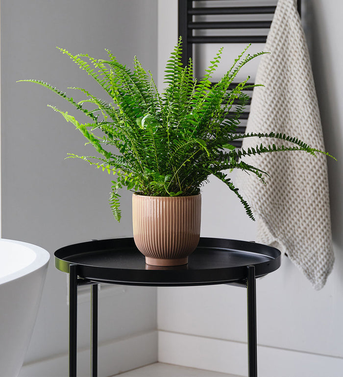 Boston Fern & Pot
