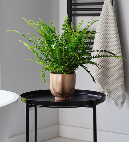 Boston Fern & Pot