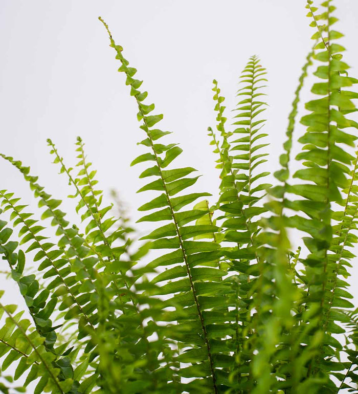 Boston Fern & Pot