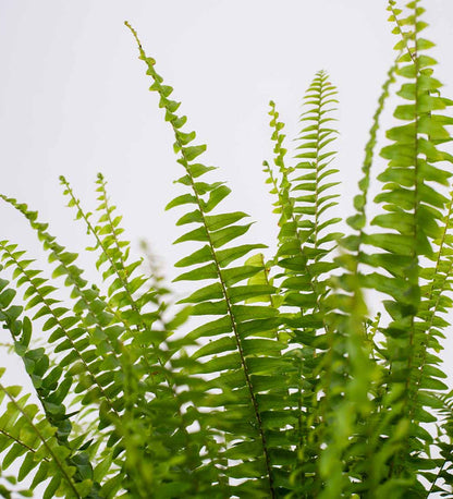 Boston Fern & Pot