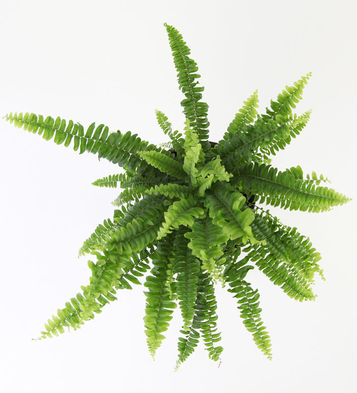 Boston Fern & Pot