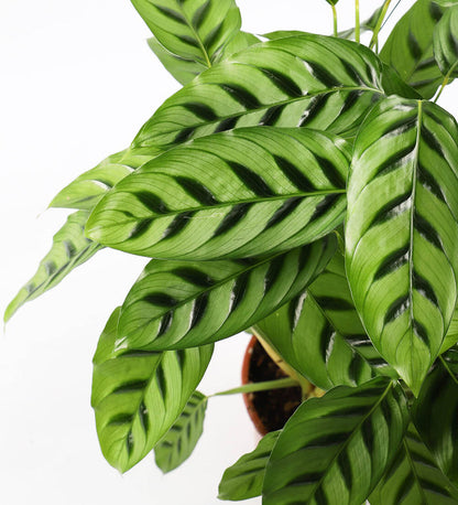 Calathea leopardina