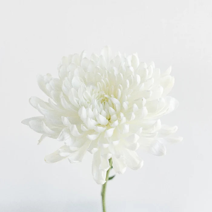 Dahlia Style Cremon Snowflake Stem - Image