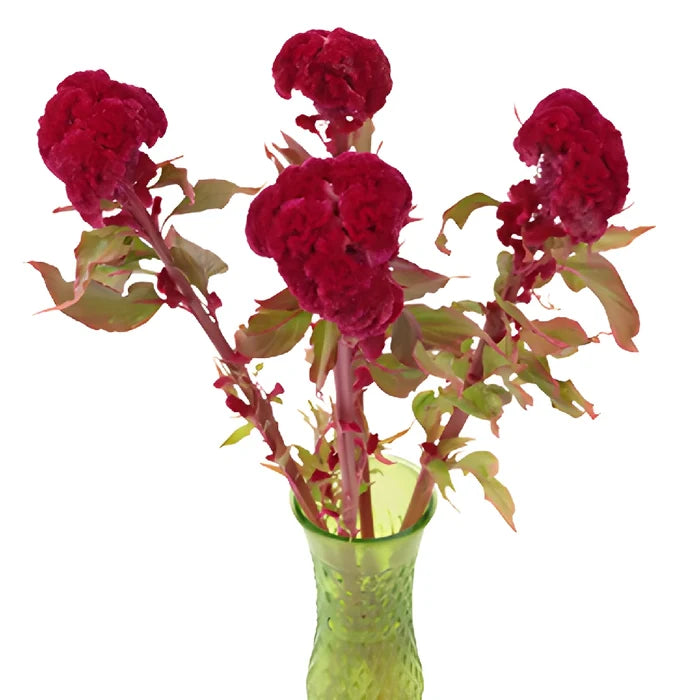 Dark Red Cockscomb Celosia Flowers