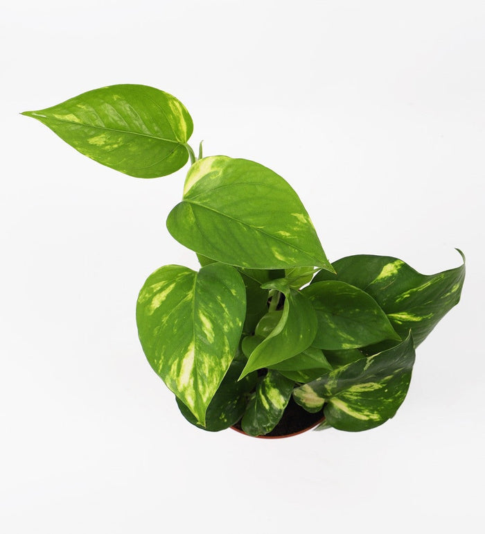 Devil's Ivy & Pot