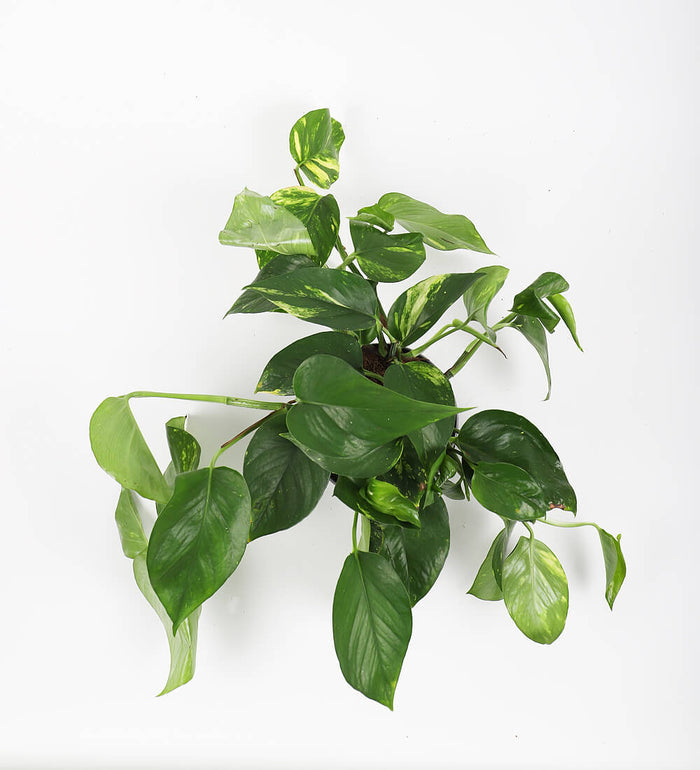 Devil's Ivy