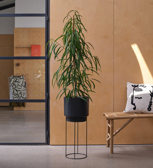 Ficus Amstel King