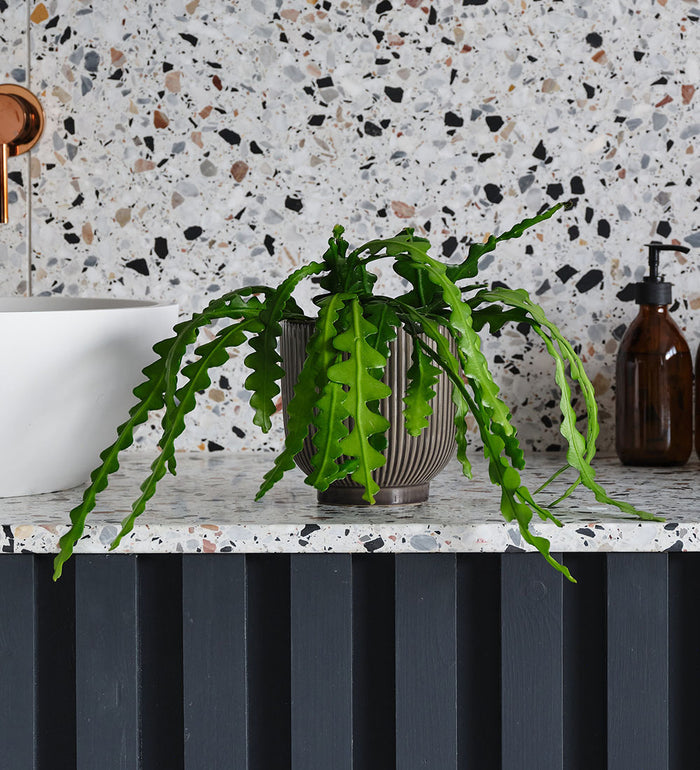 Fishbone Cactus & Pot