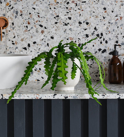 Fishbone Cactus & Pot