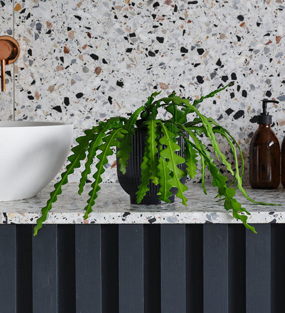 Fishbone Cactus & Pot
