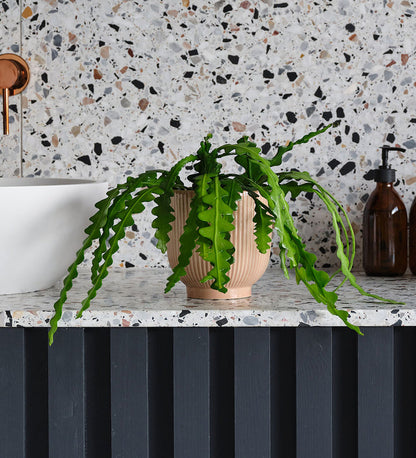 Fishbone Cactus & Pot
