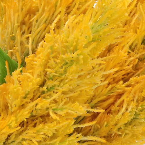 Golden Yellow Feather Celosia Flowers