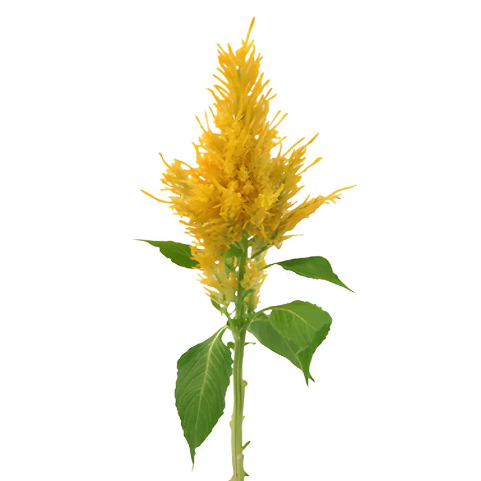 Golden Yellow Feather Celosia Flowers