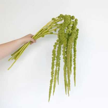 Green Hanging Amaranthus Bulk Fall Greens Stem - Image