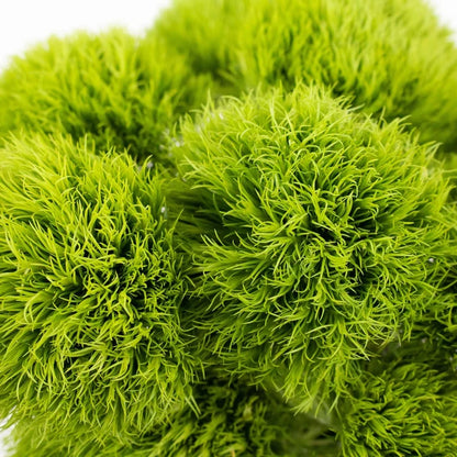 Green Dianthus Flowers close up