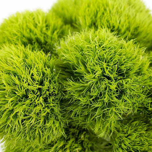 Green Dianthus Flowers close up
