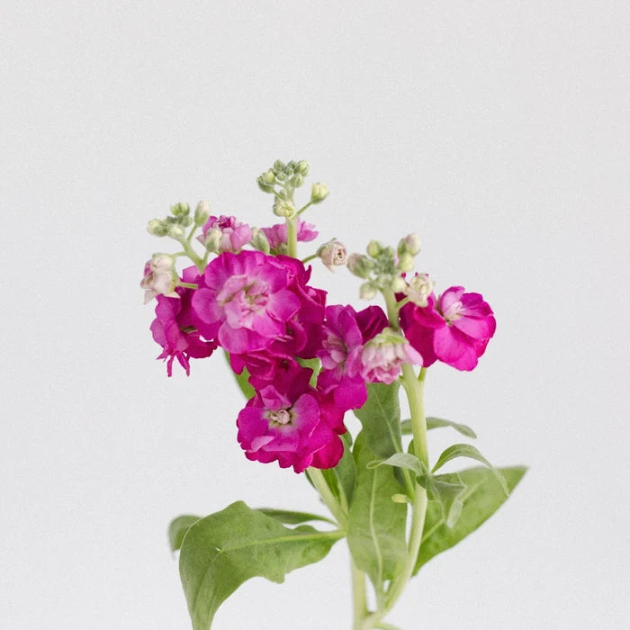 Hot Pink Bulk Spray Stock Flower Stem - Image