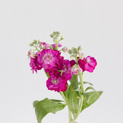 Hot Pink Bulk Spray Stock Flower Stem - Image