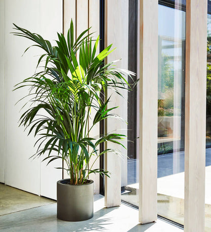 Large Kentia Palm