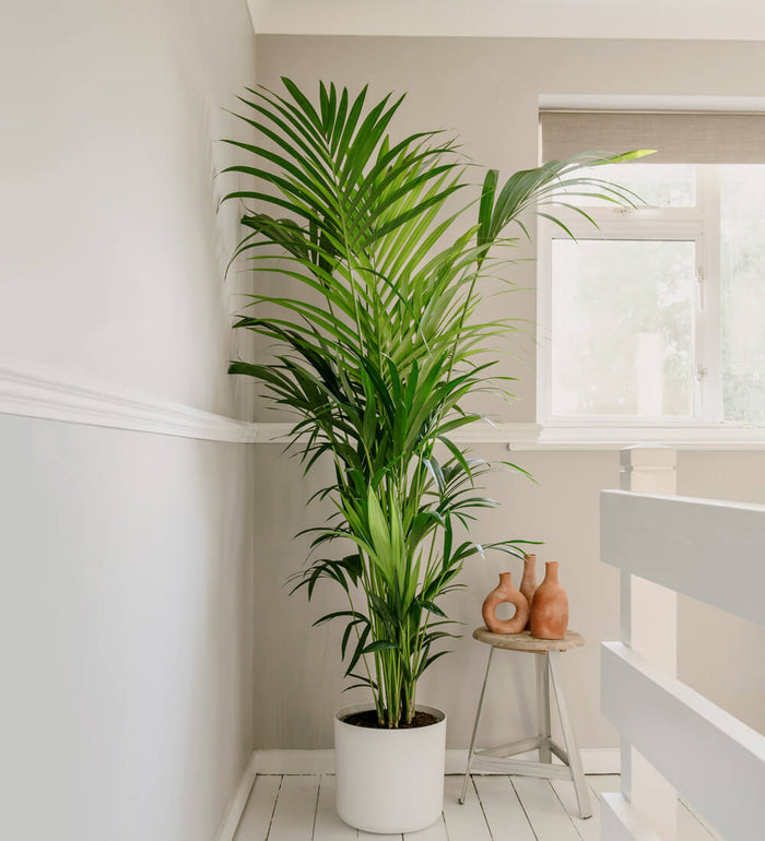 Large Kentia Palm