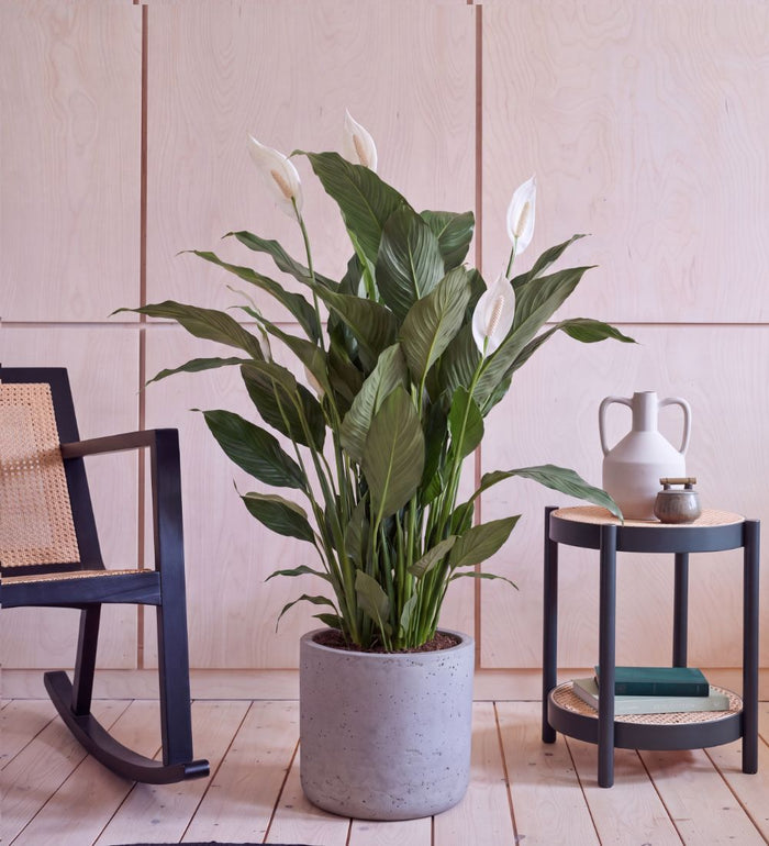 Large Peace Lily Sweet Sebastiano, 130-140cm tall with white blooms, in a concrete pot