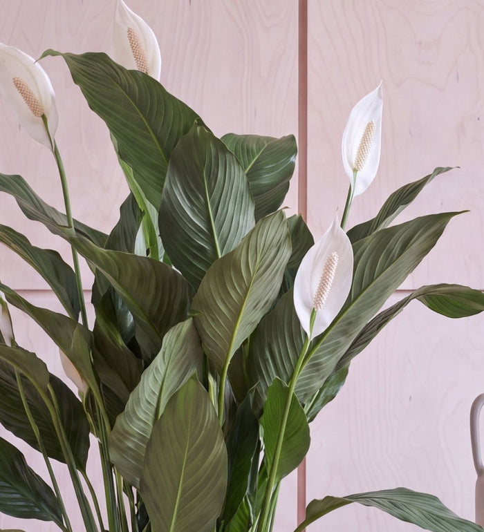 Close-up of Large Peace Lily Sweet Sebastiano white flower and glossy leaves