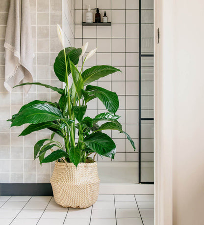 Large Peace Lily