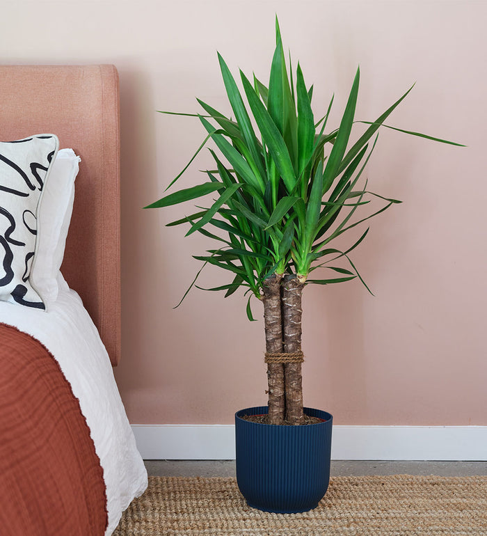 Large Yucca Plant