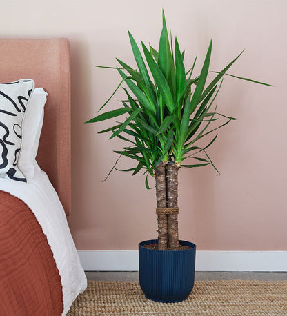 Large Yucca Plant