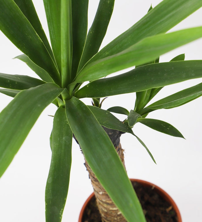 Large Yucca Plant