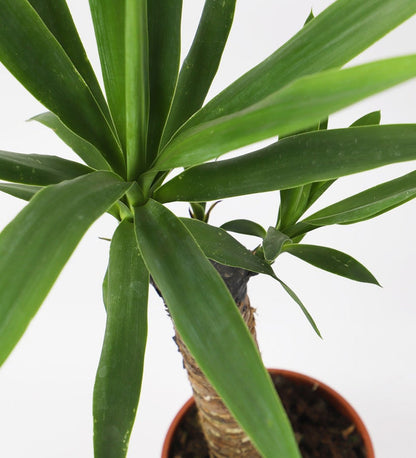 Large Yucca Plant