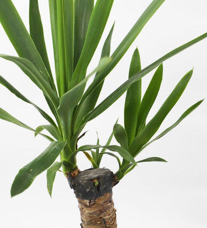 Large Yucca Plant
