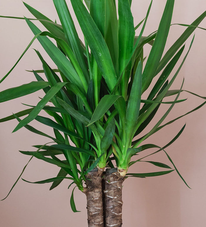 Large Yucca Plant