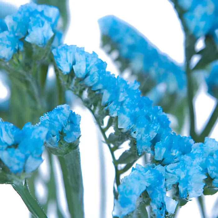 Malibu Blue Tinted Statice Flower