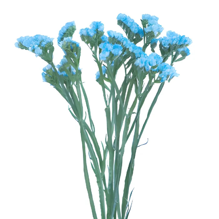 Malibu Blue Tinted Statice Flower