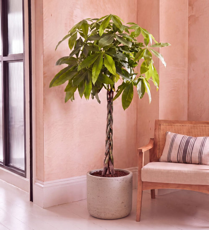 Money Tree with braided stem, 150-160cm tall, in a concrete pot beside a cane chair
