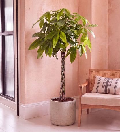 Money Tree with braided stem, 150-160cm tall, in a concrete pot beside a cane chair