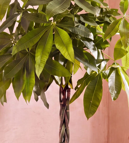 Close-up of Money Tree braided trunk and glossy green leaves