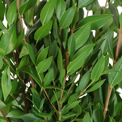 Wedding greenery myrtle filler flowers sold near me