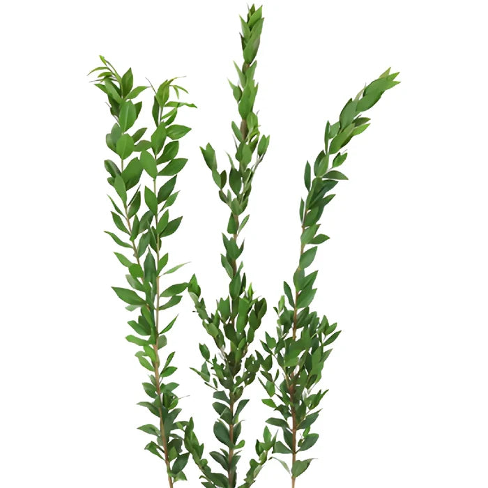 Fresh cut greens myrtle greenery filler flowers sold for delivery