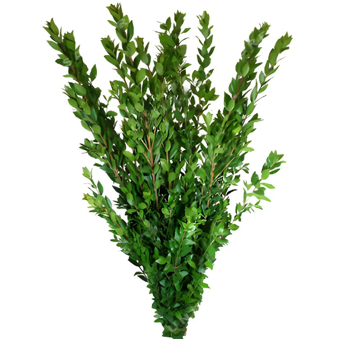 Myrtle Greenery
